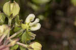 Largeflower milkweed